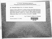 Caloscypha fulgens image